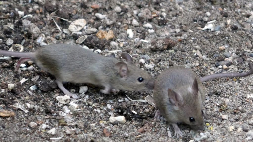 When to Call an Exterminator for Mice in St. Louis, MO