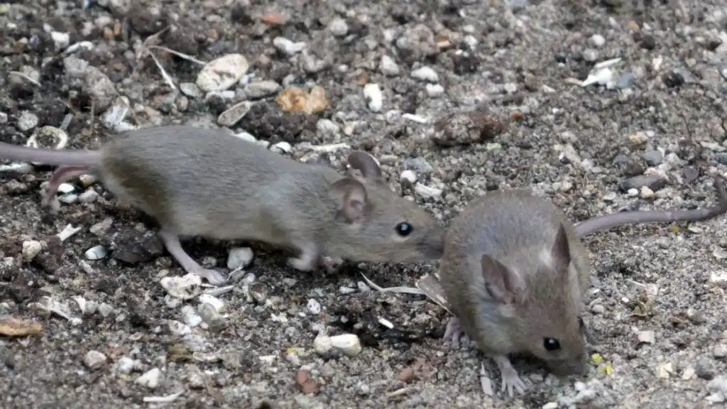 When to Call an Exterminator for Mice in St. Louis, MO