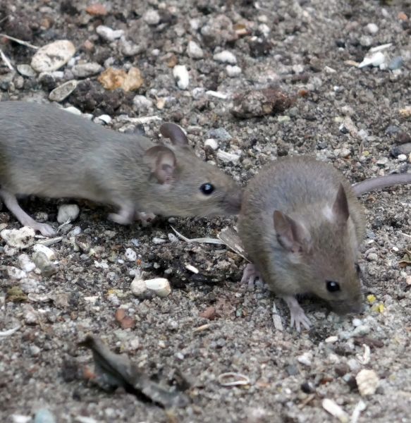 When to Call an Exterminator for Mice