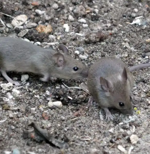 When to Call an Exterminator for Mice