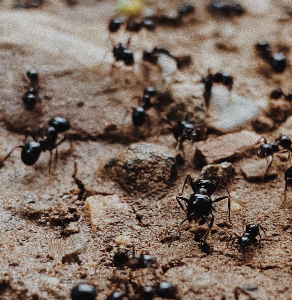Why do ants keep coming back