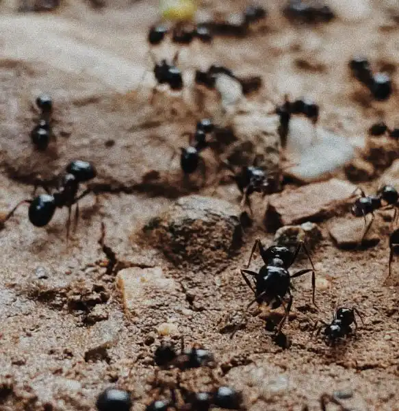 Why do ants keep coming back