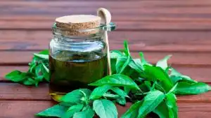Basil oil