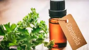 Citronella Oil