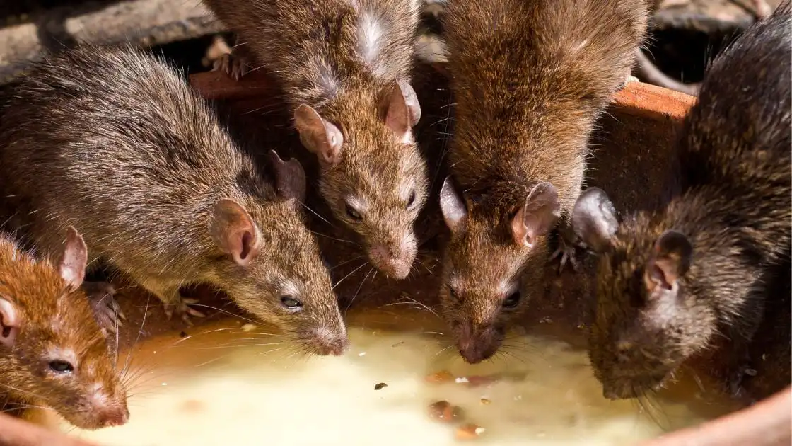 Essential Oil Scents to Get Rid of Mice