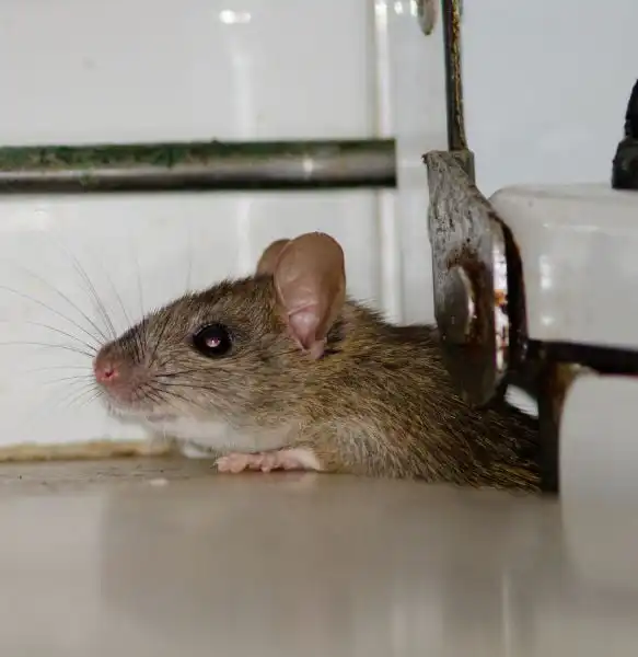 Essential Oil Scents to Get Rid of Mice