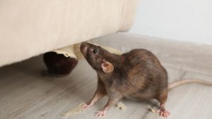 Rodent Infestation in Apartment Building