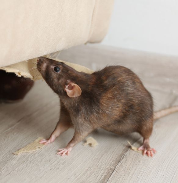 How to Avoid Rodent Infestation in Apartment Building