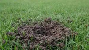 Loose soil on top of the grass where a tunnel recently opened