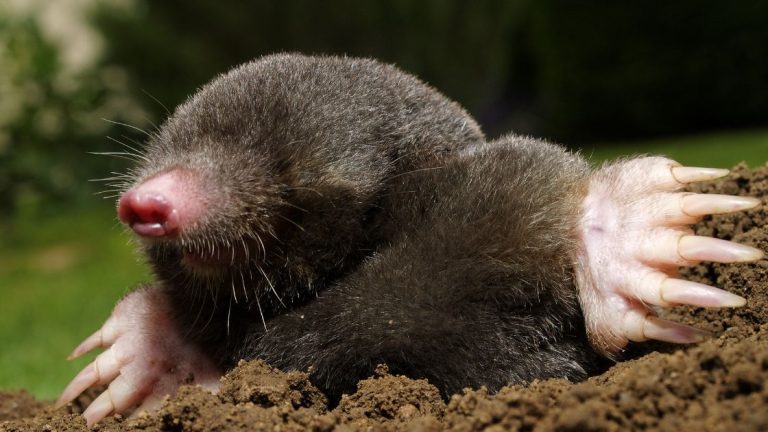 Moles