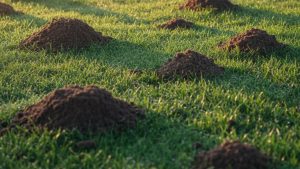 Mounds of soil in scattered spots that were not there the day before