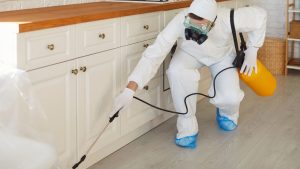 Prevent Mice from Returning with the Help of a Professional Exterminator