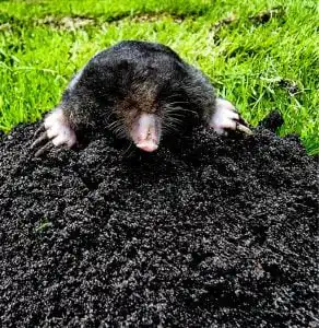 Signs of Moles in Lawn
