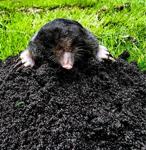 Signs of Moles in Lawn