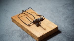 Use mouse traps in high-activity areas