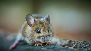 Monitor Mouse Activity With Tracking Traps