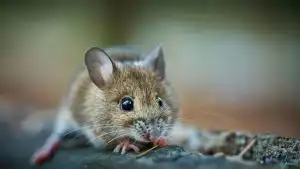 Monitor Mouse Activity With Tracking Traps
