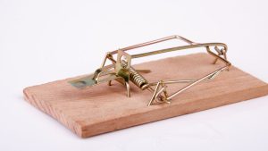 Place Snap Traps Where Mice Travel