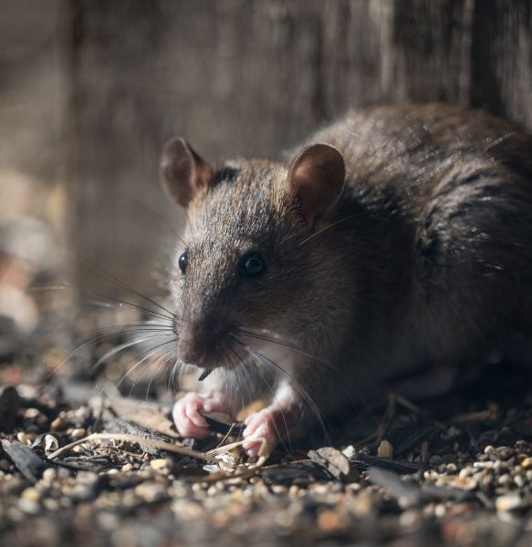 Things That Attract Rats to Your House