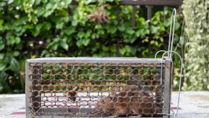 Use Targeted Trapping With Follow-Up Visits