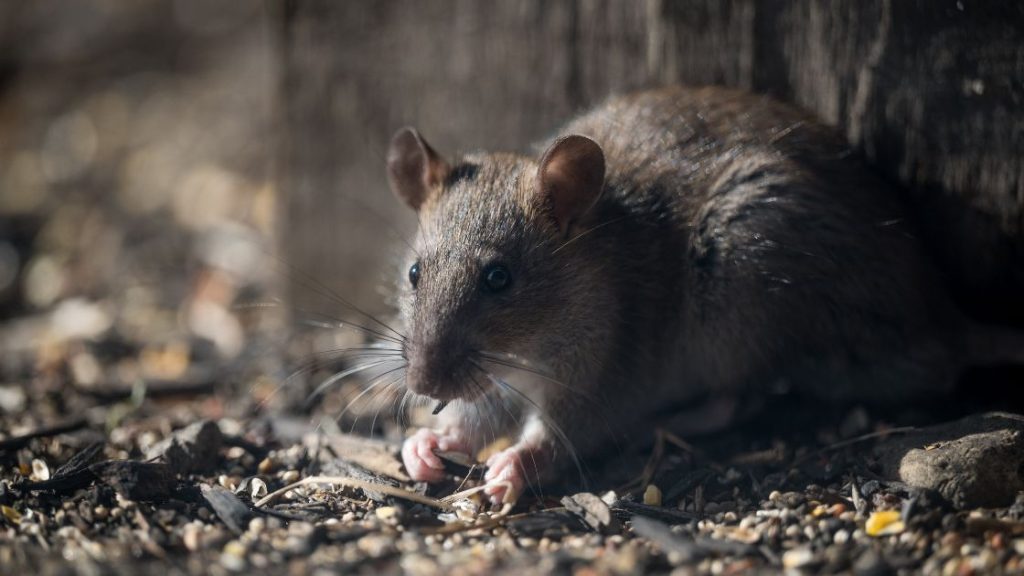 What Attracts Rats To Yards and Homes