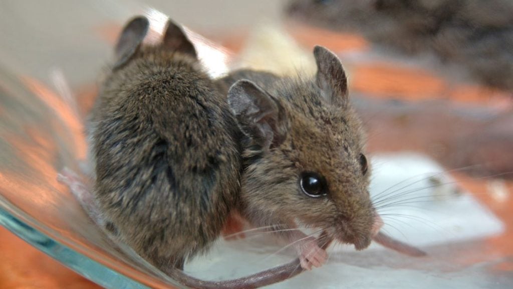 Best Bait to Catch Mice Best Bait to Catch Mice