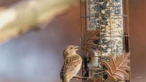 Bird Seed Bird Seed