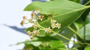 Camphor