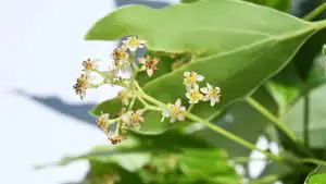 Camphor