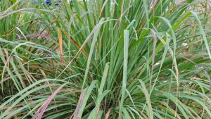 Citronella