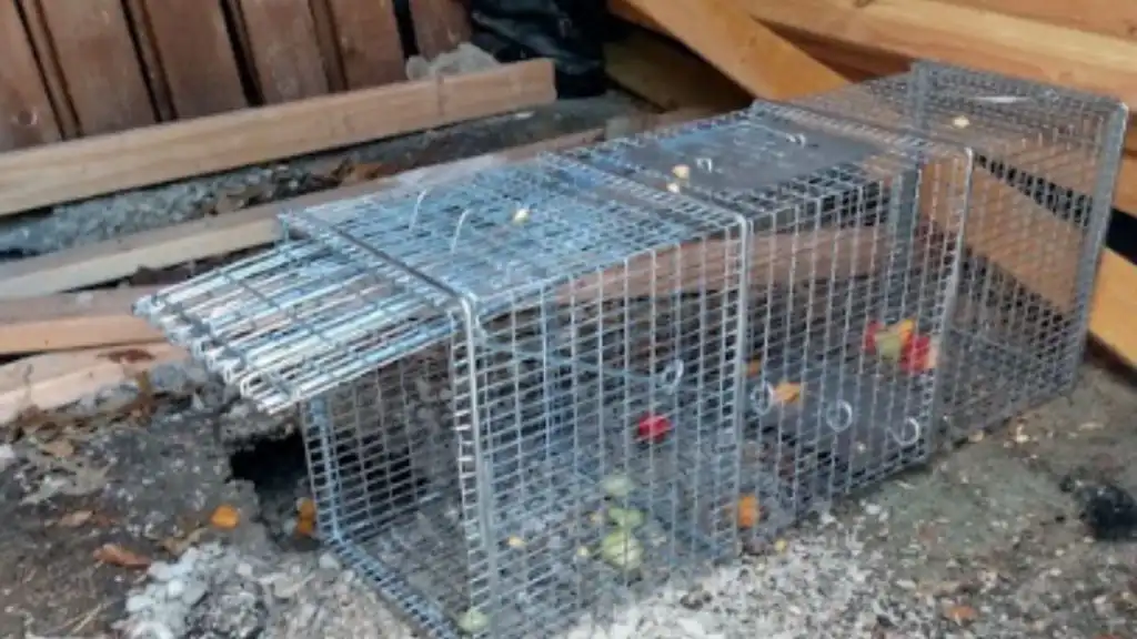 Expert Pest Control Eureka MO