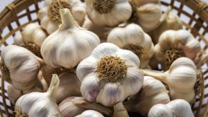 Garlic