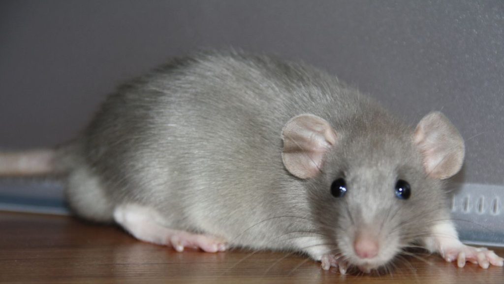 If You Have a Rat or Mouse Problem, We're Here to Help