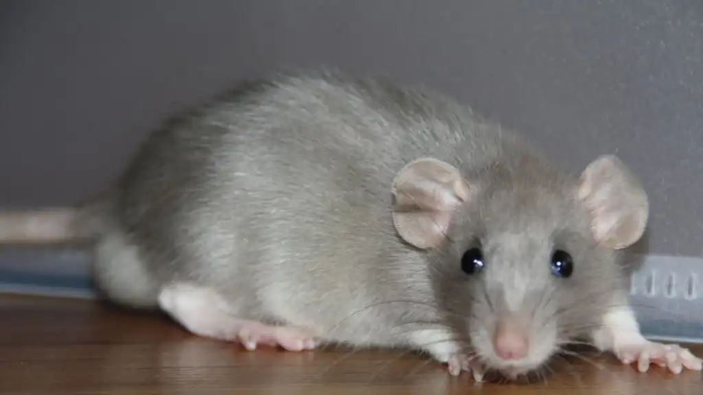 If You Have a Rat or Mouse Problem, We're Here to Help