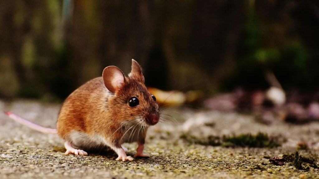 Mice control