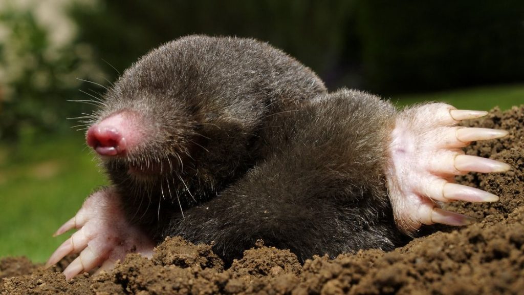 Mole Mole