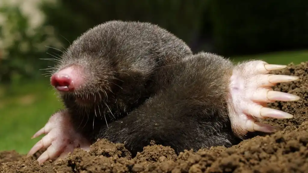 Mole