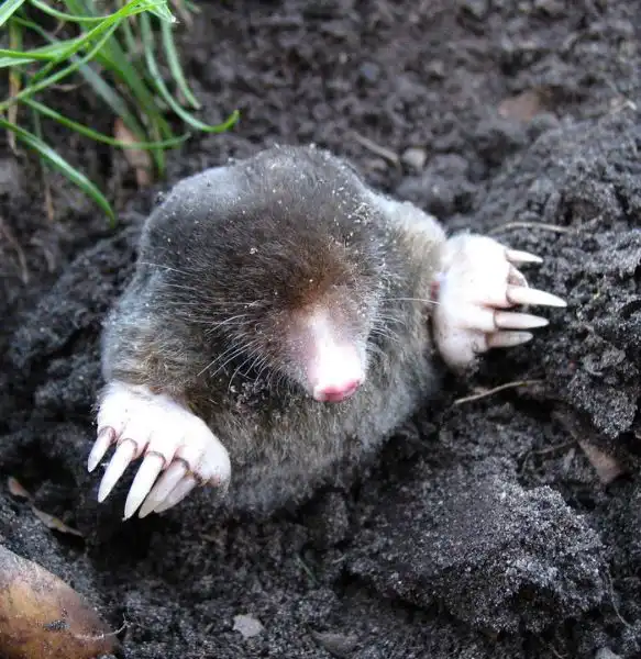 Mole Trapping How to Catch Moles in Your Yard