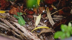 Outdoor food sources close to the home
