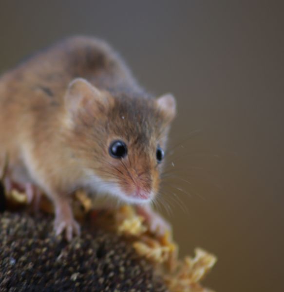 What Are Mice Attracted To