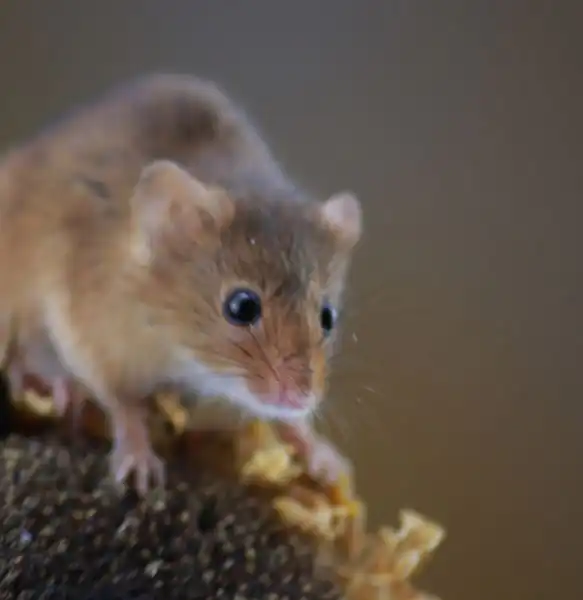 What Are Mice Attracted To