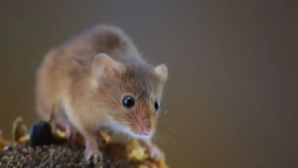 What Are Mice Attracted To What Are Mice Attracted To