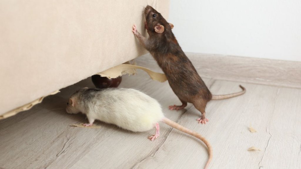 What Attracts Mice to Homes