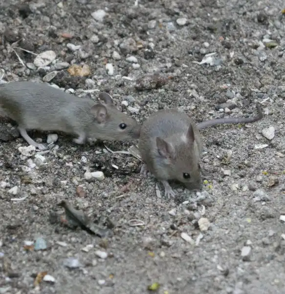 What is the best bait to catch mice