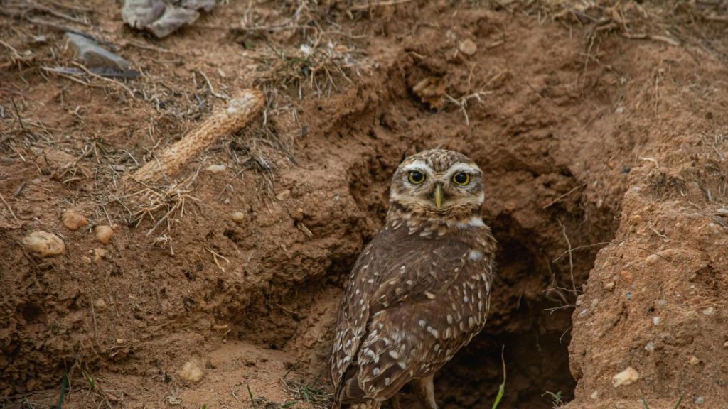 Encourage Natural Predators Encourage Natural Predators