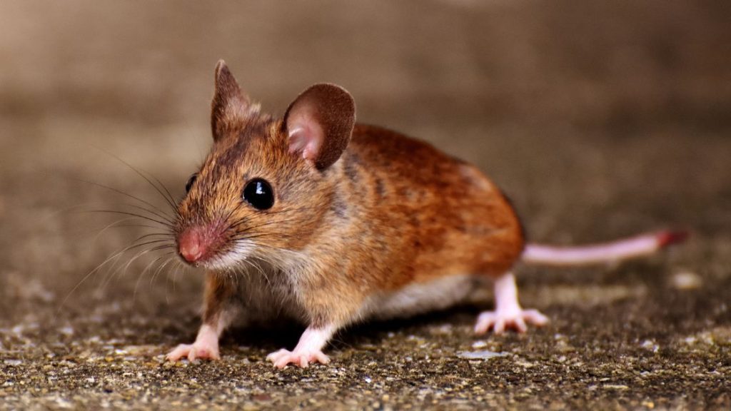 How One Mouse Turns Into a Full Blown Infestation How One Mouse Turns Into a Full Blown Infestation