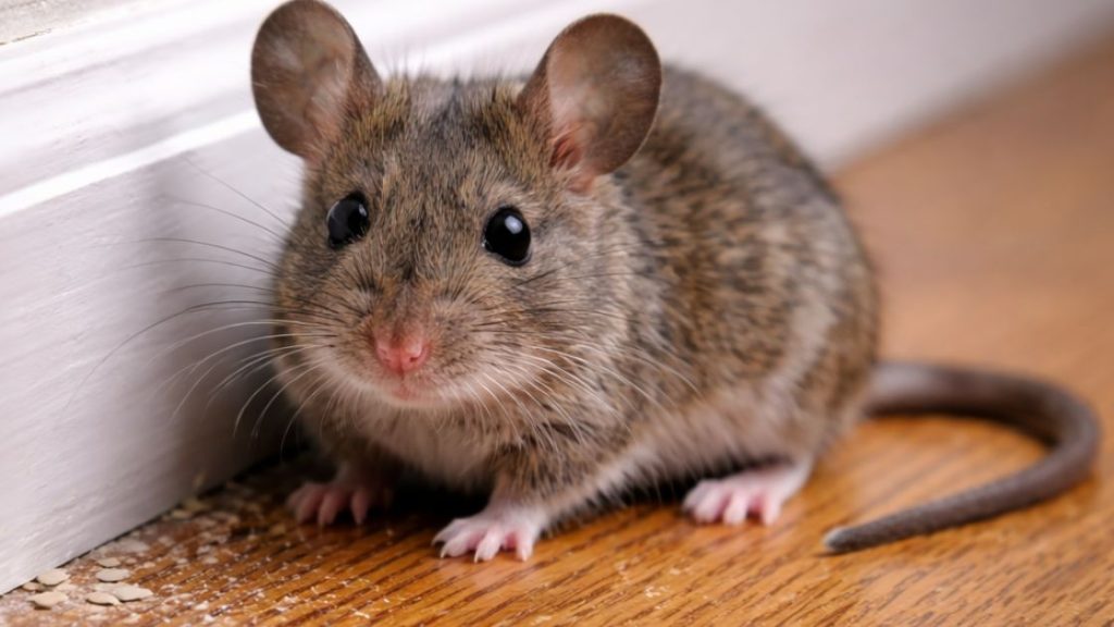 How to Prevent Mice From Returning