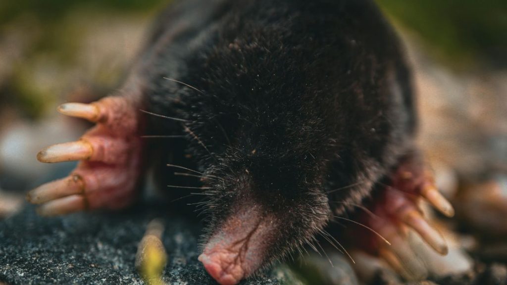Moles Moles