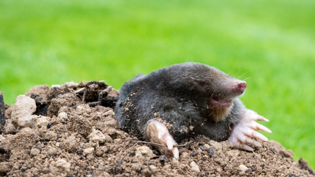Protecting Your Lawn from Future Mole Damage Protecting Your Lawn from Future Mole Damage