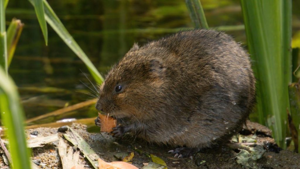 Voles Voles
